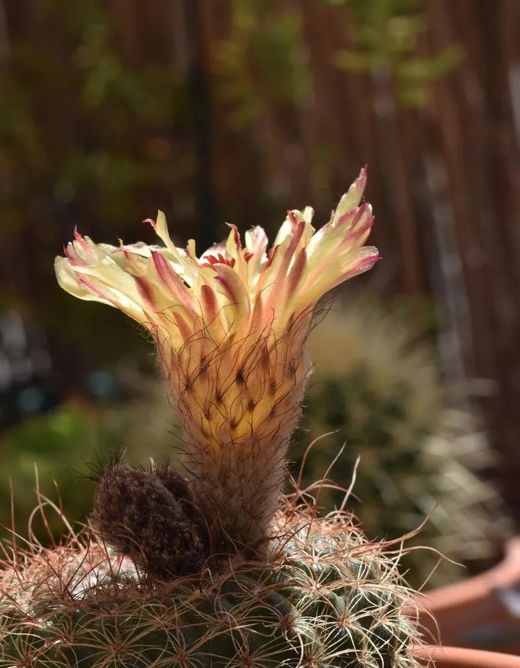 Parodia scopa notocactus cactus flower 5.jpg