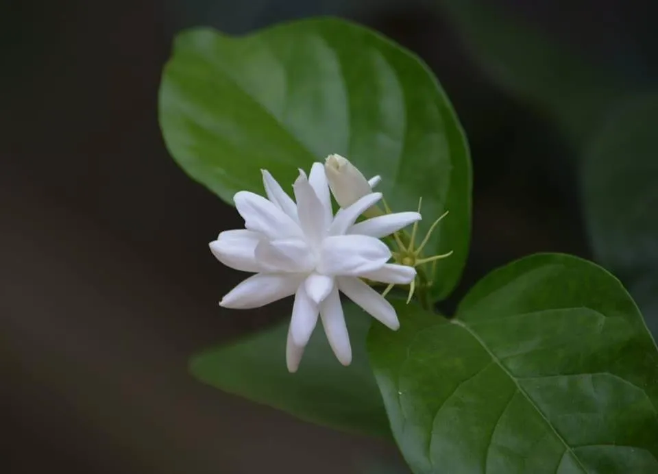 b flower.jpg
