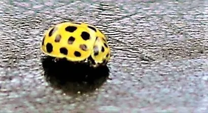 yellow ladybird.jpg