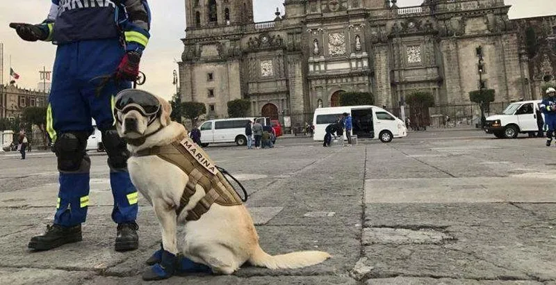 Frida-la-perrita-mexicana-que-ha-salvado-vidas.jpg