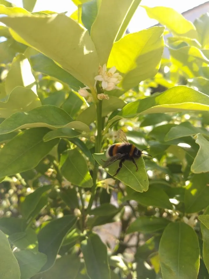 bumblebee.jpg