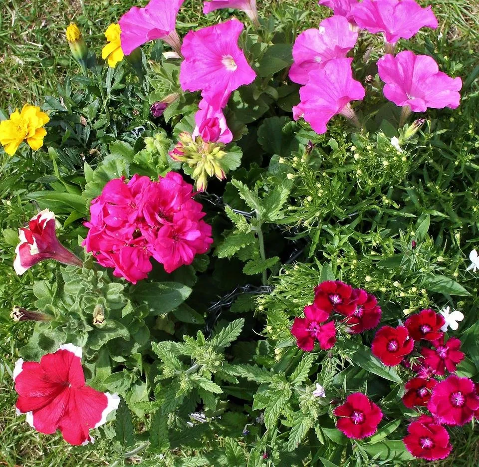 rainbow of flowers1.jpg