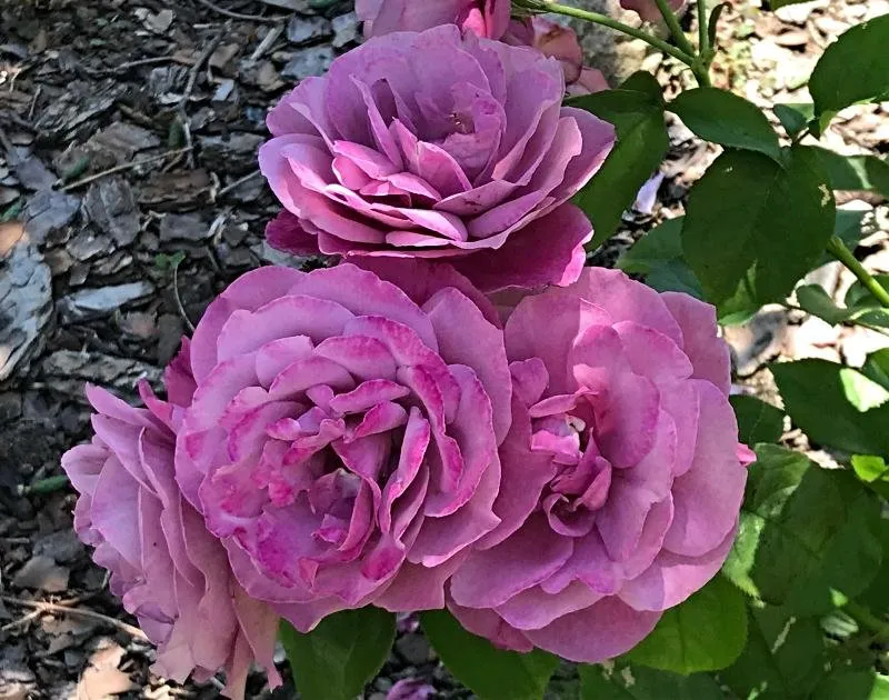 a rose 2.jpg