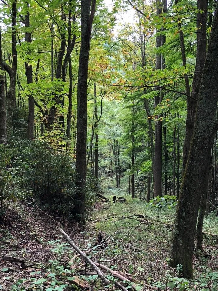 Oct2Trees.jpg
