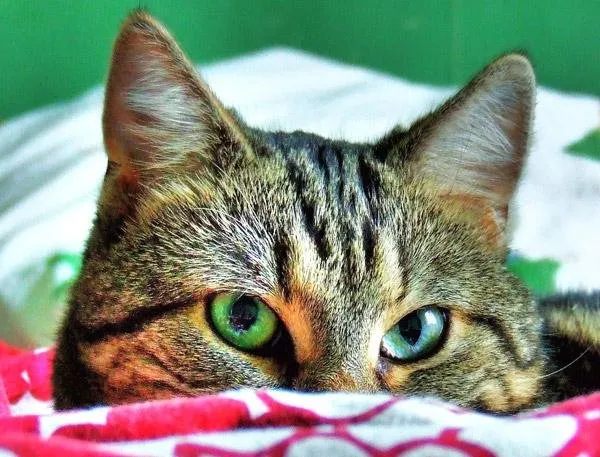 hdr-cat-8.jpg
