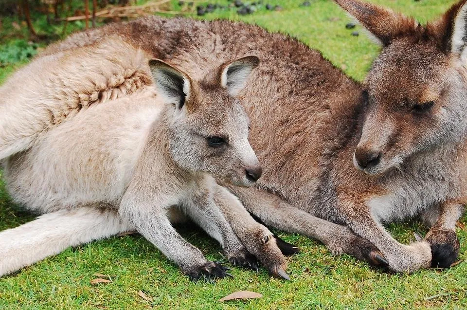 kangaroo-802458_1920.jpg