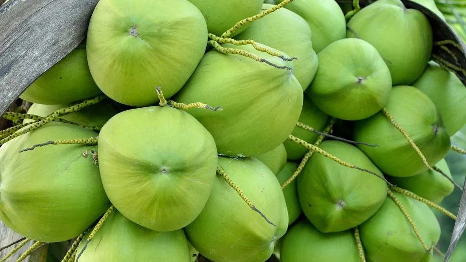 coconut111.jpg