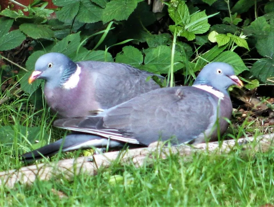 two wood pigeons.jpg