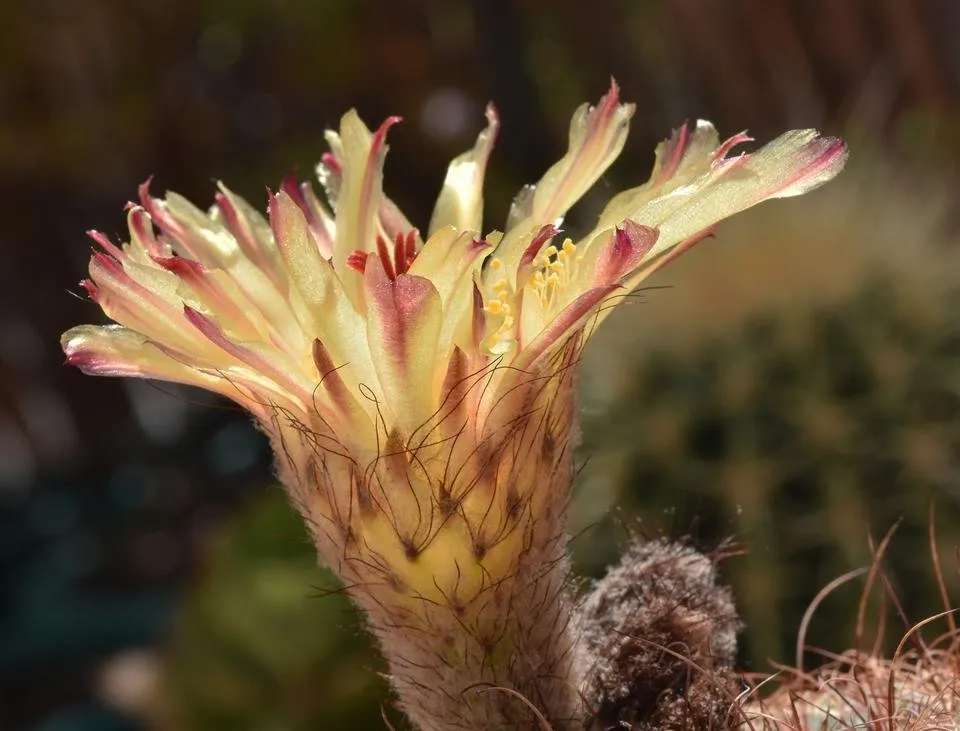 Parodia scopa notocactus cactus flower 4.jpg