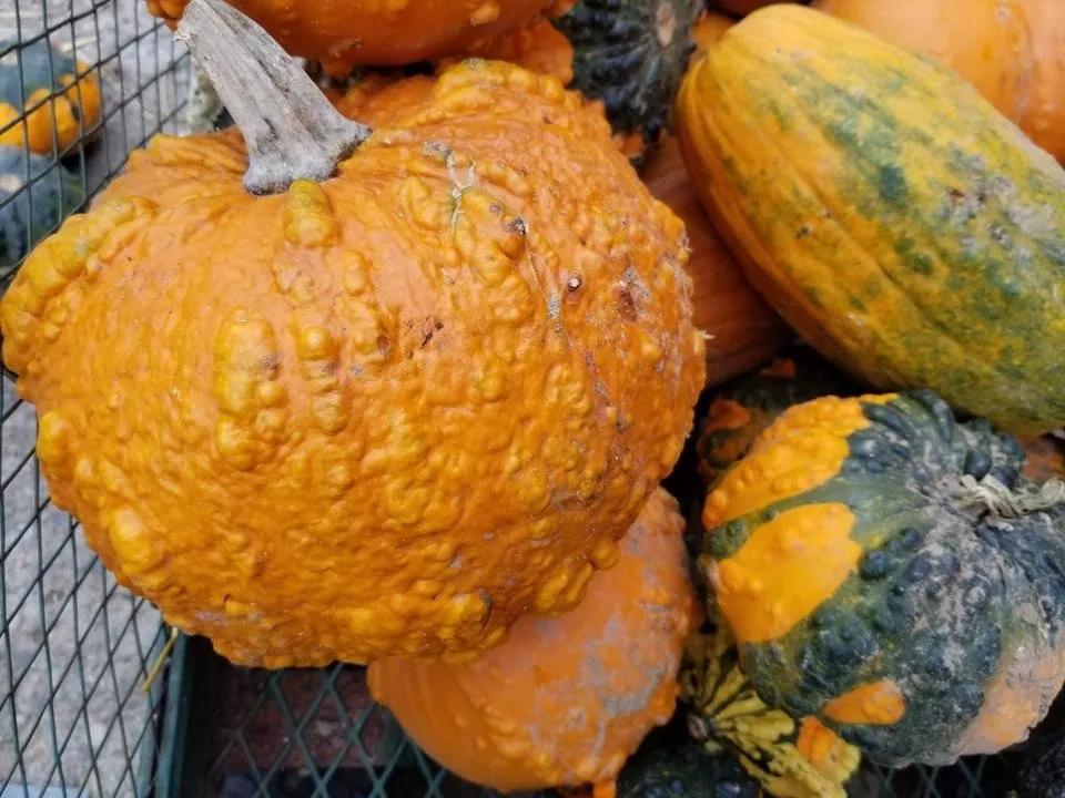 20181019_154125.jpg