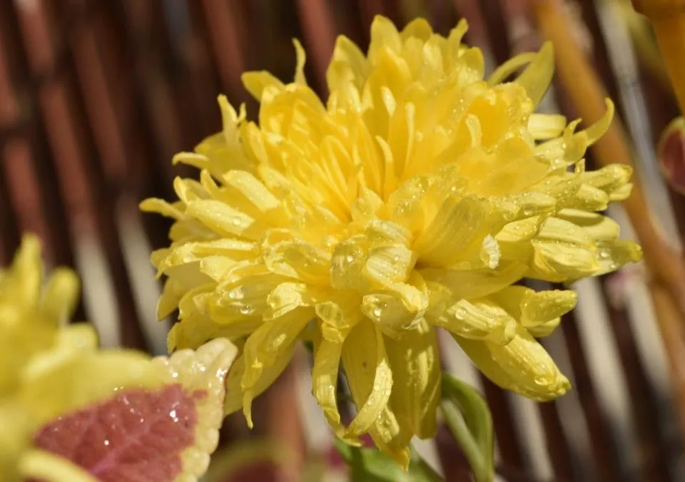 Chrysanthemum yellow waterdrops.jpg