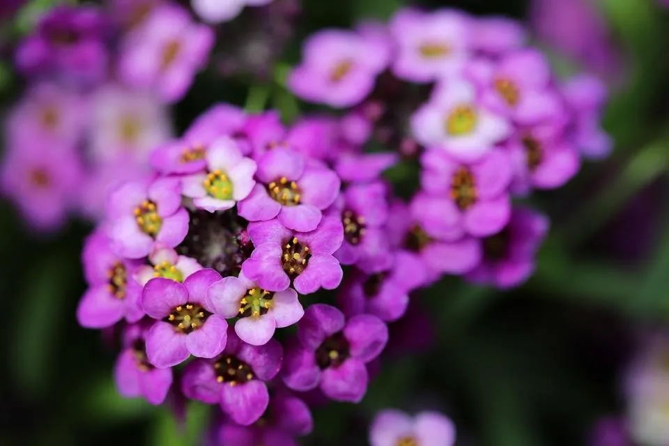 flower 3.JPG