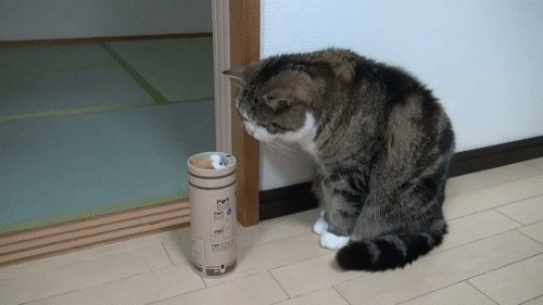 20161011_57fc965c5b936.gif