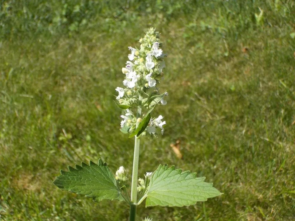 DSCN0709.JPG