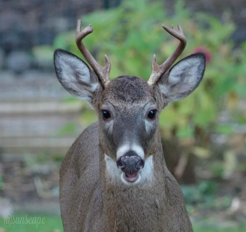 steemit-buck-deer-corn-virgo.jpg