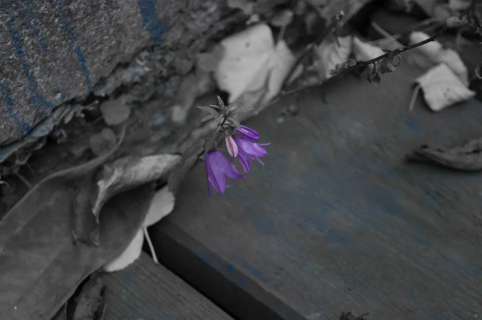 DSC_0028.jpg