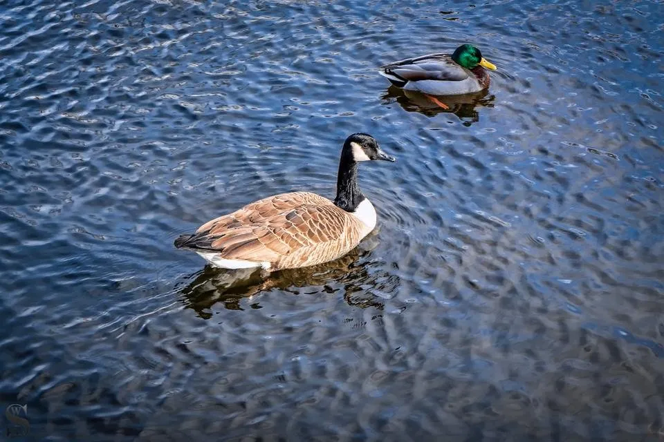 1 Feathered friends at the duck pond.jpg