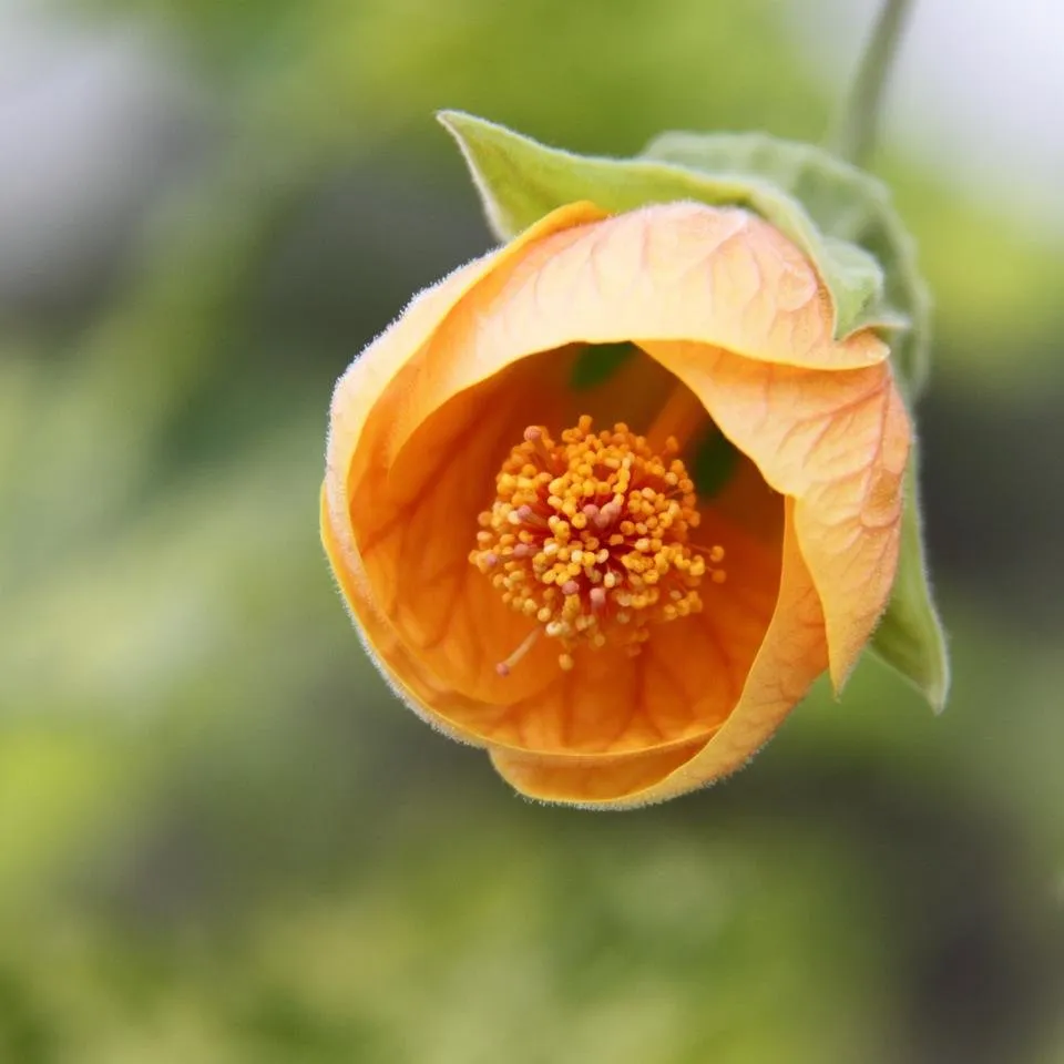 IMG_8470 orange.JPG