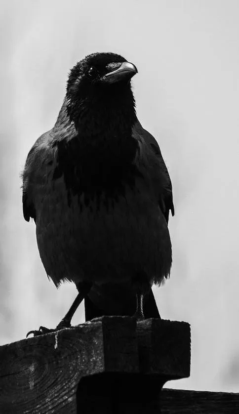 animal-1845236_1280-1.jpg