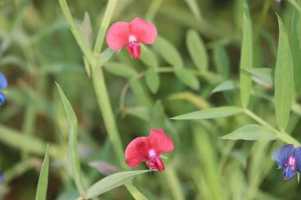 flower 1.jpg