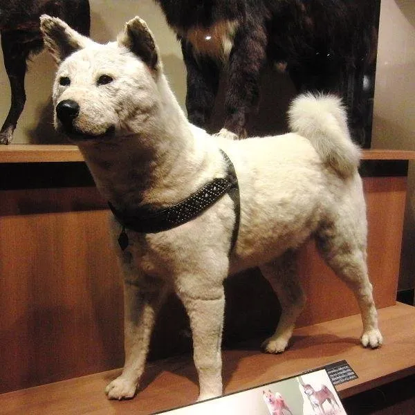 600px-Hachiko_Stuffed_specimen.jpg