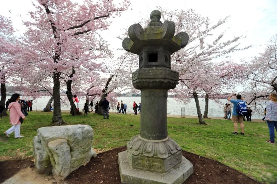 Cherry Blossoms 6.JPG