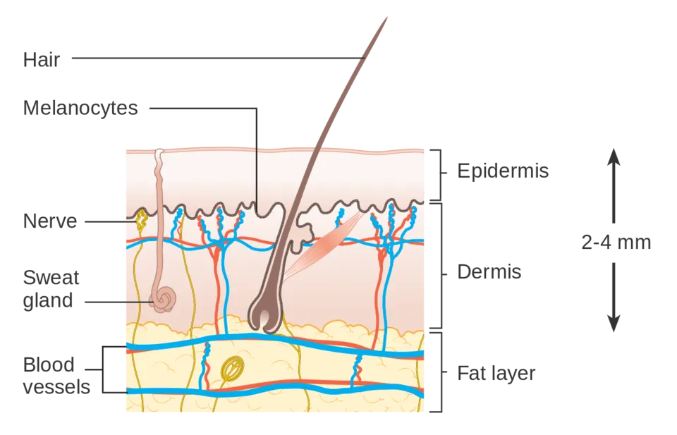 1280px-Diagram_showing_the_structure_of_the_skin_CRUK_371.svg.png