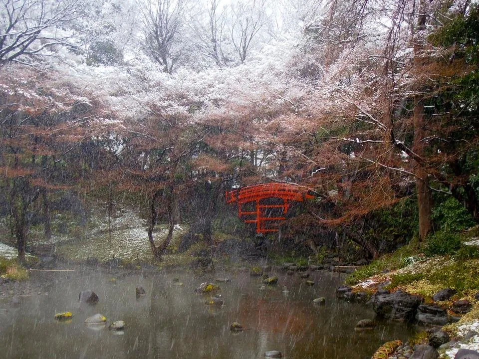 Koishikawa (2).JPG