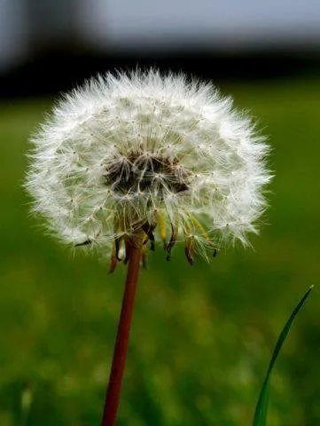 dandelion.jpg