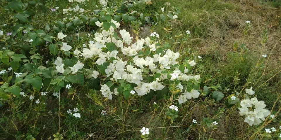 IMG20180907174708.jpg