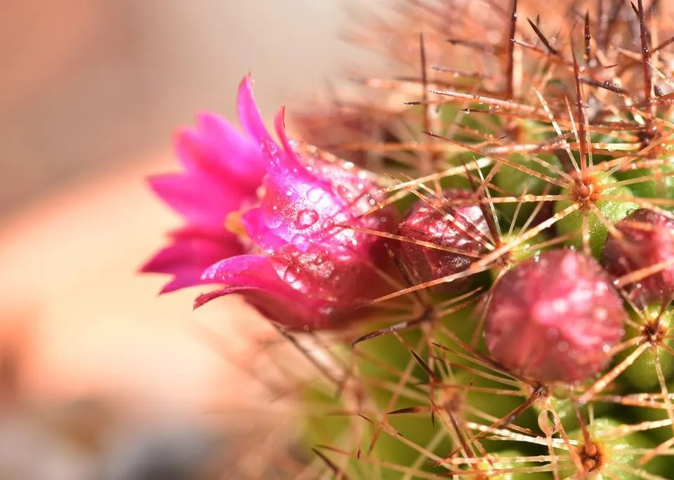 mammillaria red spines pink flowers 3.jpg