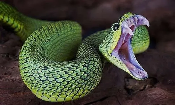 snake.jpg