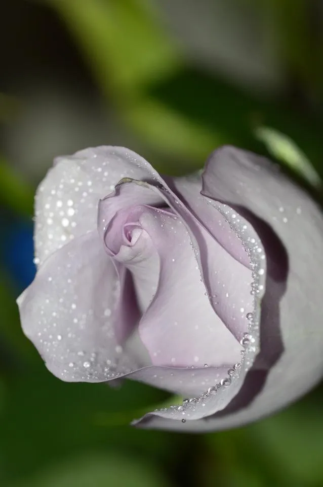 DSC_0038.JPG