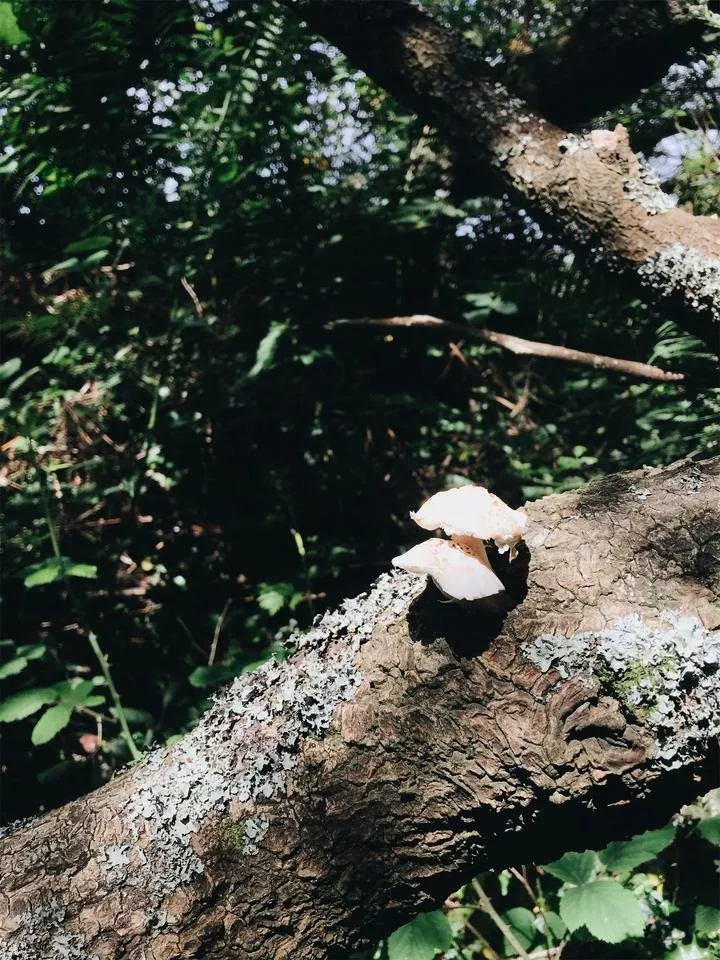 JPEG image-6DCE7F4411E8-22.jpeg