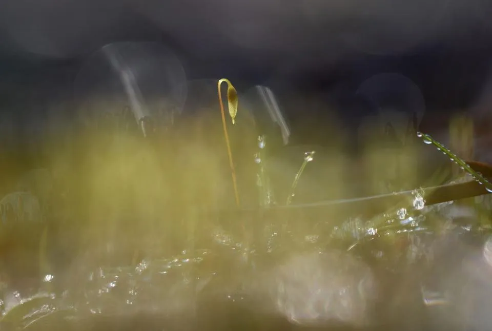 moss spore macro bokeh 1.jpg