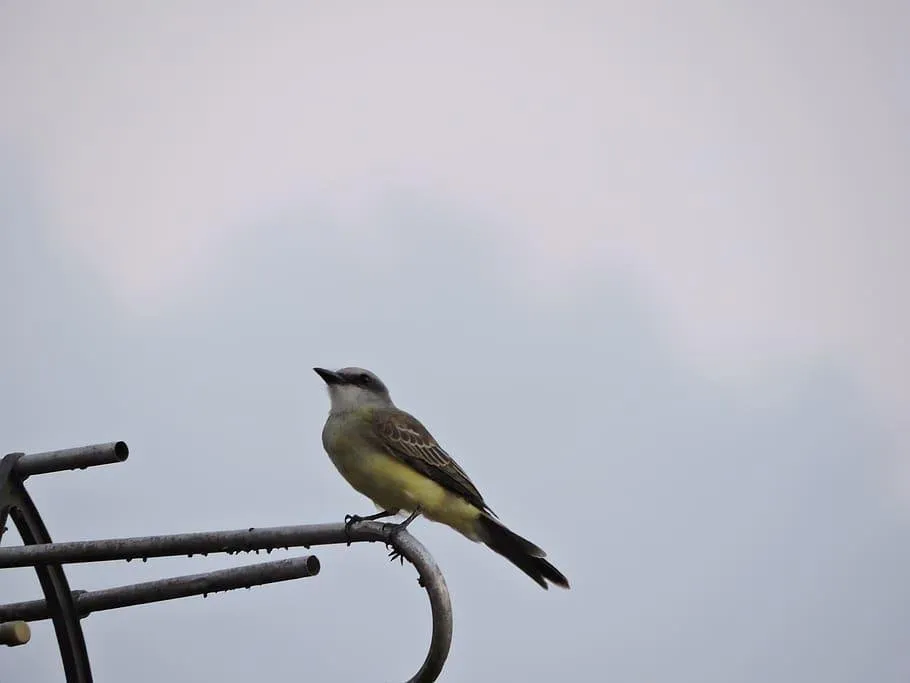 bird-ave-animals-nature-heaven-sitting.jpg