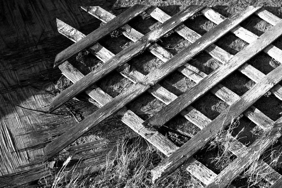 lost trellis BW.jpg