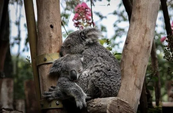koala coupe.jpg