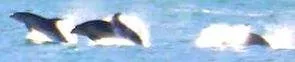 dolphins2.JPG