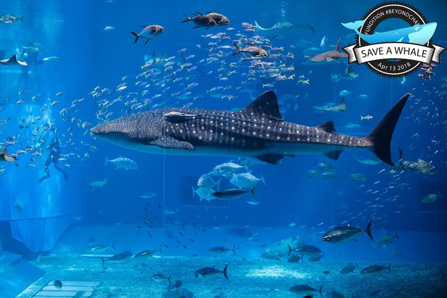 Whale.png