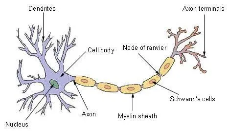 artificial neuron.jpg