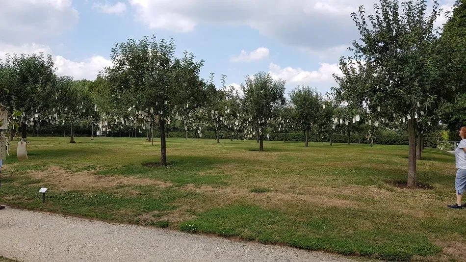 Wishtrees.jpg