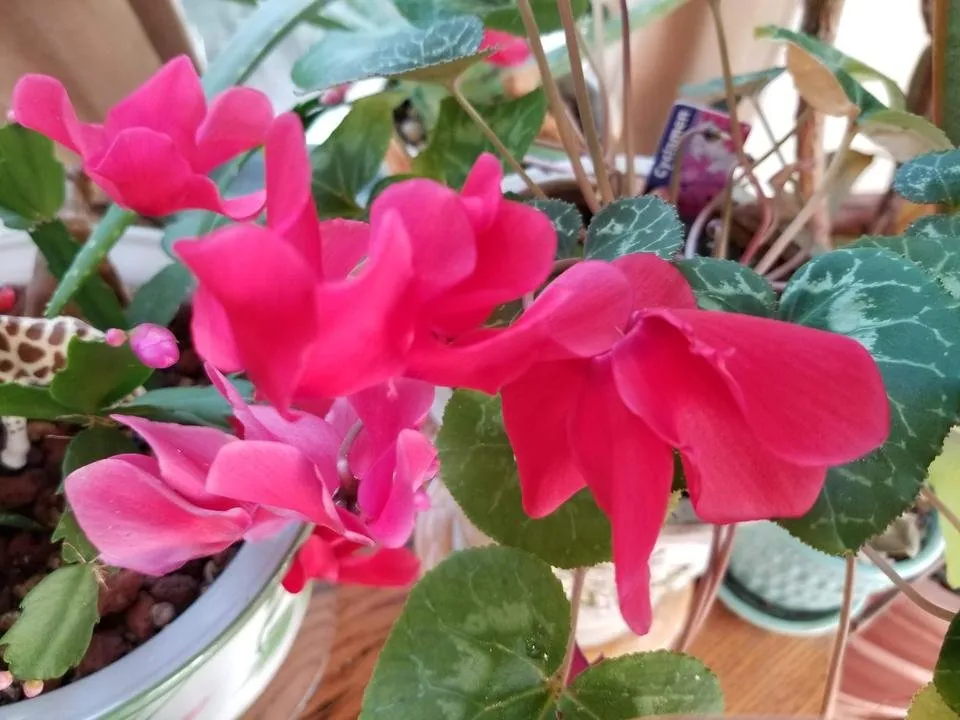 20181202_105824.jpg