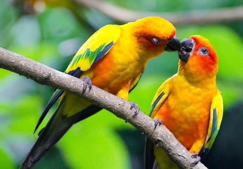 lovely-love-birds.jpg