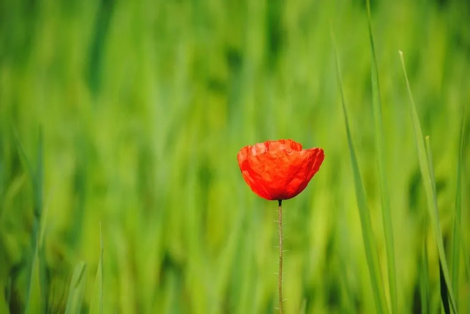 poppy-1252553_1280.jpg