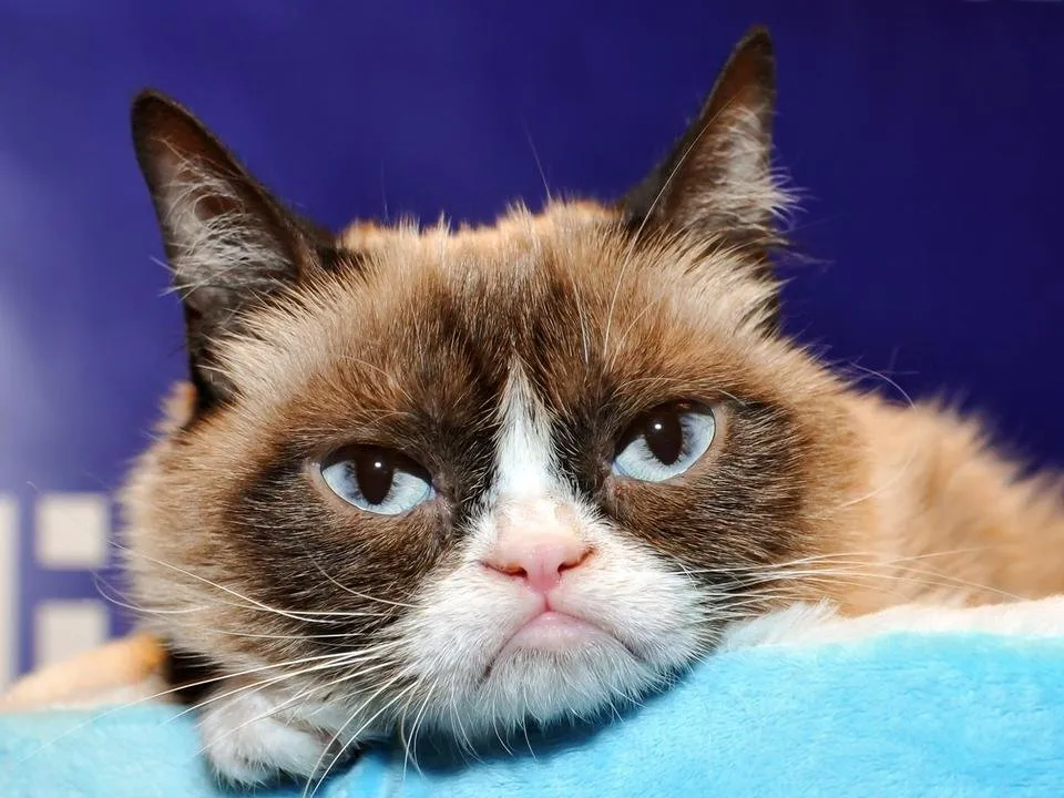 Tech-In-Two-Grumpy-Cat-453408502.jpg