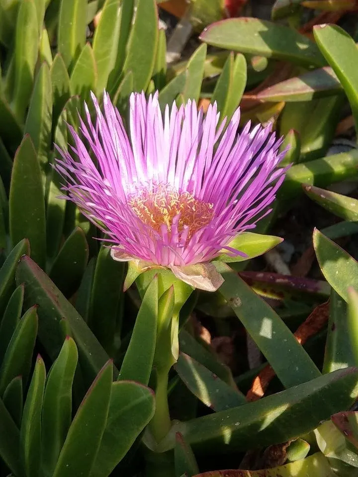 IMAG0544.jpg