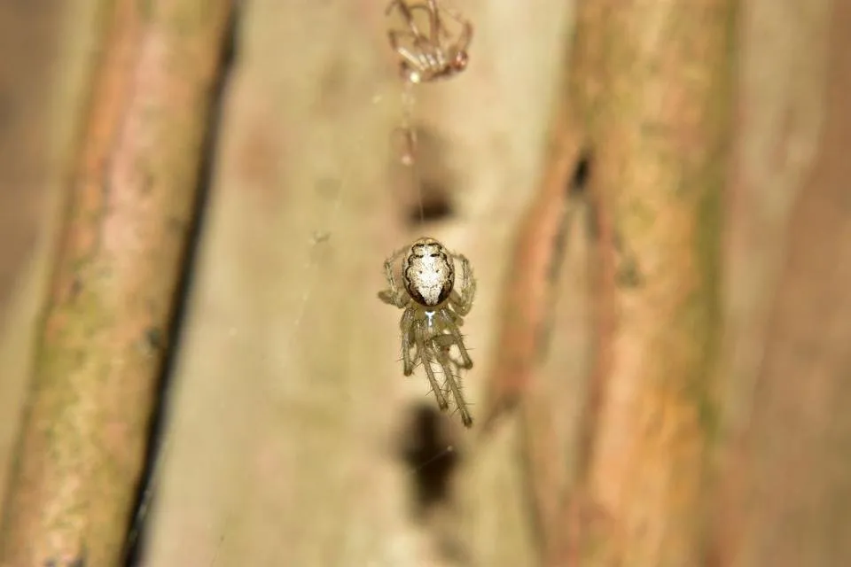 ruth-girl_steemit_spider reproduction (7).JPG