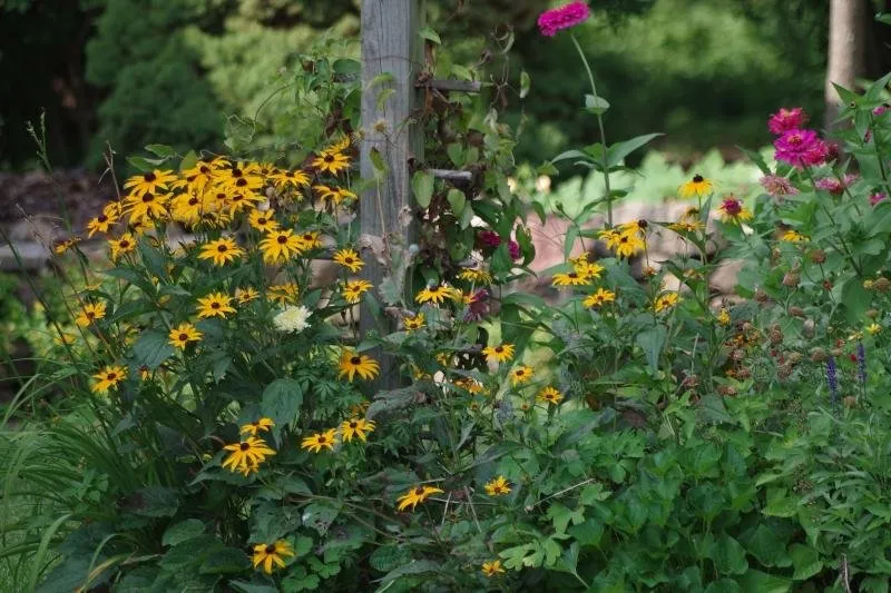 a flower garden 1.jpg