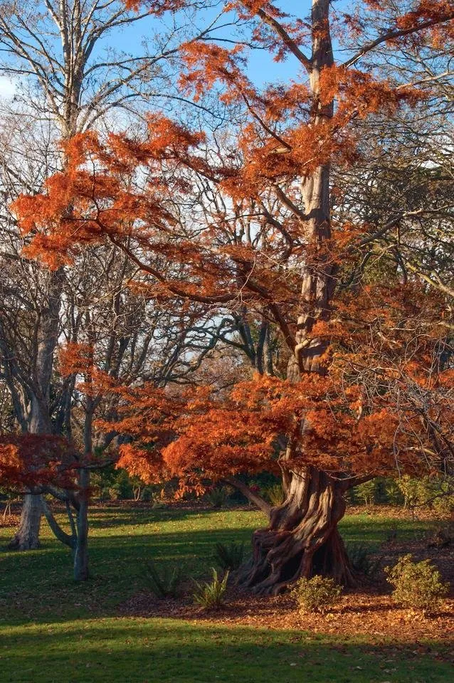 Dawn Redwood.jpg